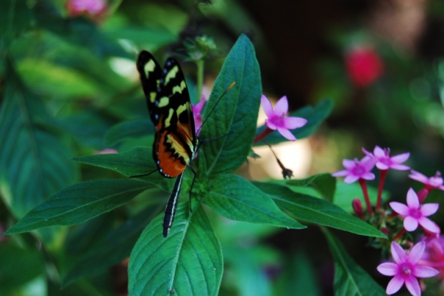 Mariposa autoctona
